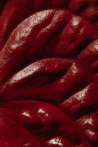 Kaboompics - Glossy Curved Red Leaf Layers in a Dramatic Botanical Macro Background