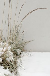 Snowy Outdoor Garden Textures with Frosted Plants and Winter Table Scenes