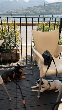 Kaboompics - Two Small Dogs Relaxing On A Lakeside Cafe Terrace