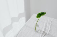 Kaboompics - Alocasia Seedling in a Glass Vase on a White Linen Tablecloth