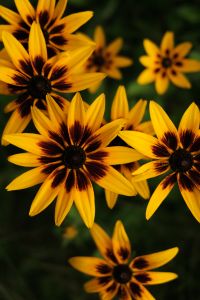 Kaboompics - Close Up of Yellow Rudbeckia Flowers With Dark Red Centers