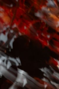 Kaboompics - Blurred Red Plum Tree Dark Background ICM