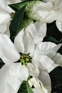 Kaboompics - Close Up of White Poinsettia Christmas Flower