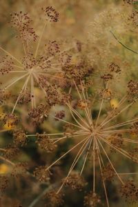 Kaboompics - Dried Dill Umbels in Soft Focus