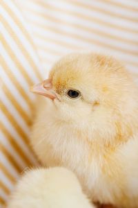 Kaboompics - Mixed-Color Baby Chicks on Straw