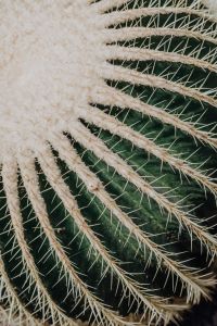 Kaboompics - Radiating White Cactus Spines on a Dark Green Macro Background