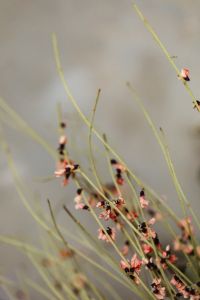 Kaboompics - Sparse Dried Pink Blossom Buds on Slender Green Stems with Vertical Gray Copy Space
