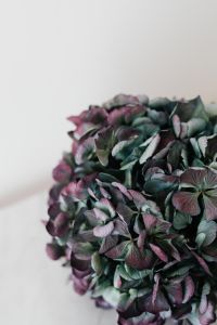 Kaboompics - Close-Up Textured Hydrangea Bloom With Green and Purple Petals