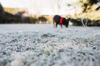 Kaboompics - Frost covered grass in the morning