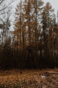 Kaboompics - Dogs in the autumn forest