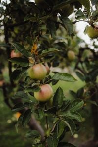 Kaboompics - Apples Growing on Garden Tree