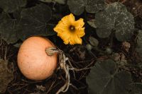 Kaboompics - Orange Pumpkin and Yellow Squash Blossom in a Garden