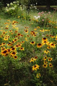 Kaboompics - Wildflower Garden with Yellow Coneflowers