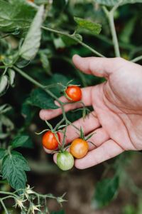 Kaboompics - Mixed-Ripeness Cherry Tomato Cluster Resting in an Open Palm