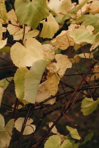 Kaboompics - Golden Grape Leaves on a Vine in Autumn