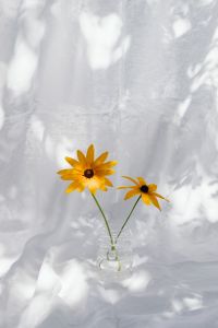 Kaboompics - Two Yellow Rudbeckia Flowers in Glass Vase With Sunlit Fabric