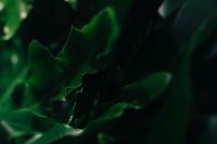 Kaboompics - Close-ups of green plant leaves