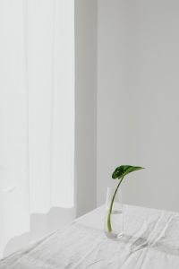 Kaboompics - Cloud Dancer Minimal Still Life with White Flower in a Glass Vase