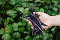 Kaboompics - Hand-Harvested Purple Beans Held in Front of Lush Garden Leaves