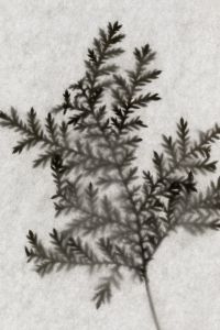 Kaboompics - Fern-Like Plant Shadows on Light Handmade Paper, Botanical Texture Background