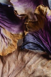 Kaboompics - Dried Purple and Tan Cabbage Leaves with Layered Texture