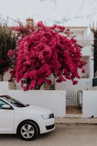 Vibrant Pink Bougainvillea Flowers On A Traditional Portuguese White House