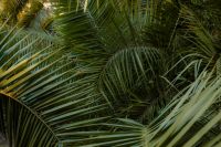 Kaboompics - Overlapping Palm Fronds Background