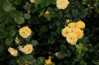 Kaboompics - Yellow Rose Bush with Layered Blooms and Lush Green Leaves