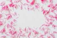 Kaboompics - Pink Peony Petals Framing White Copy Space