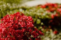 Kaboompics - Tiny Red Flowers Blooming on Green Bush Branches