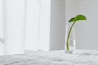 Kaboompics - Young Alocasia Seedling in a Glass Vase
