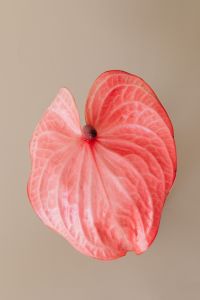 Kaboompics - Pink and Coral Anthurium Close-Up on Neutral Beige Background