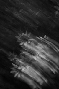 Kaboompics - Abstract Black and White Flowers With Sweeping Motion Effect