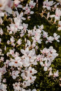 Kaboompics - Soft-Focus Pink Magnolia Flowers on a Tree Branch
