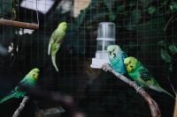 Kaboompics - Cute colorful budgies in cage