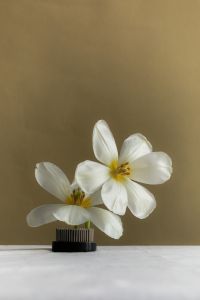 Kaboompics - Two White Flowers in Floral Frog