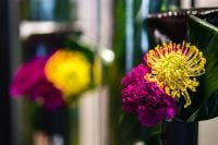 Kaboompics - Yellow and purple flowers