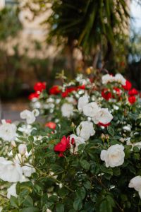 Kaboompics - Wide View of Red and White Roses Across a Garden Bush