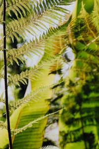 Kaboompics - Layered Fern Foliage in Botanical Garden Shade