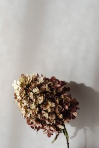 Kaboompics - Dried Hydrangea Bouquet against a Beige Wall