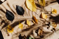 Kaboompics - Autumn Leaves Scattered on a Beige Blanket