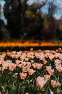 Kaboompics - Pink Tulip Petals in a Botanical Garden Close Up