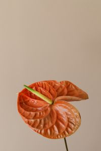 Kaboompics - Close-Up Orange Anthurium on Beige Floral Background with Copy Space