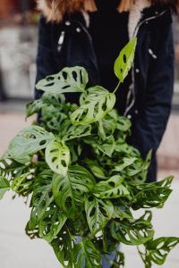 Window-leaf Monstera or Monstera obliqua