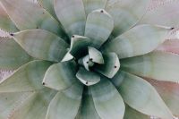 Kaboompics - Overhead View of a Pale Agave Rosette