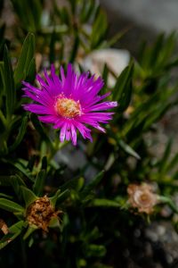 Kaboompics - Carpobrotus rossii, a succulent coastal groundcover plant, karkalla, pig face, pigface
