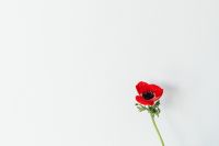 Kaboompics - Red Poppy Flower Close-Up against a Bright White Background