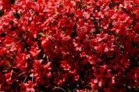 Kaboompics - Close View of Red Blossoms on a Garden Bush