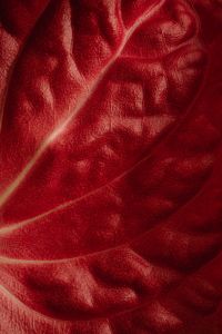 Kaboompics - Vertical Crimson Leaf Macro with a Main Vein Rising from the Lower Corner