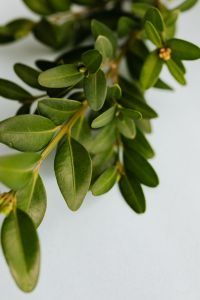 Kaboompics - Buxus - Boxtree - Boxwood